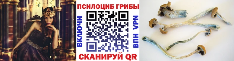 Псилоцибиновые грибы Psilocybine cubensis наркошоп даркнет формула Заволжье ссылка на мегу зеркало